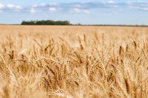 A wheatfield in Kansas